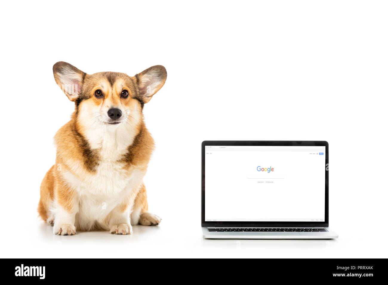 google corgi