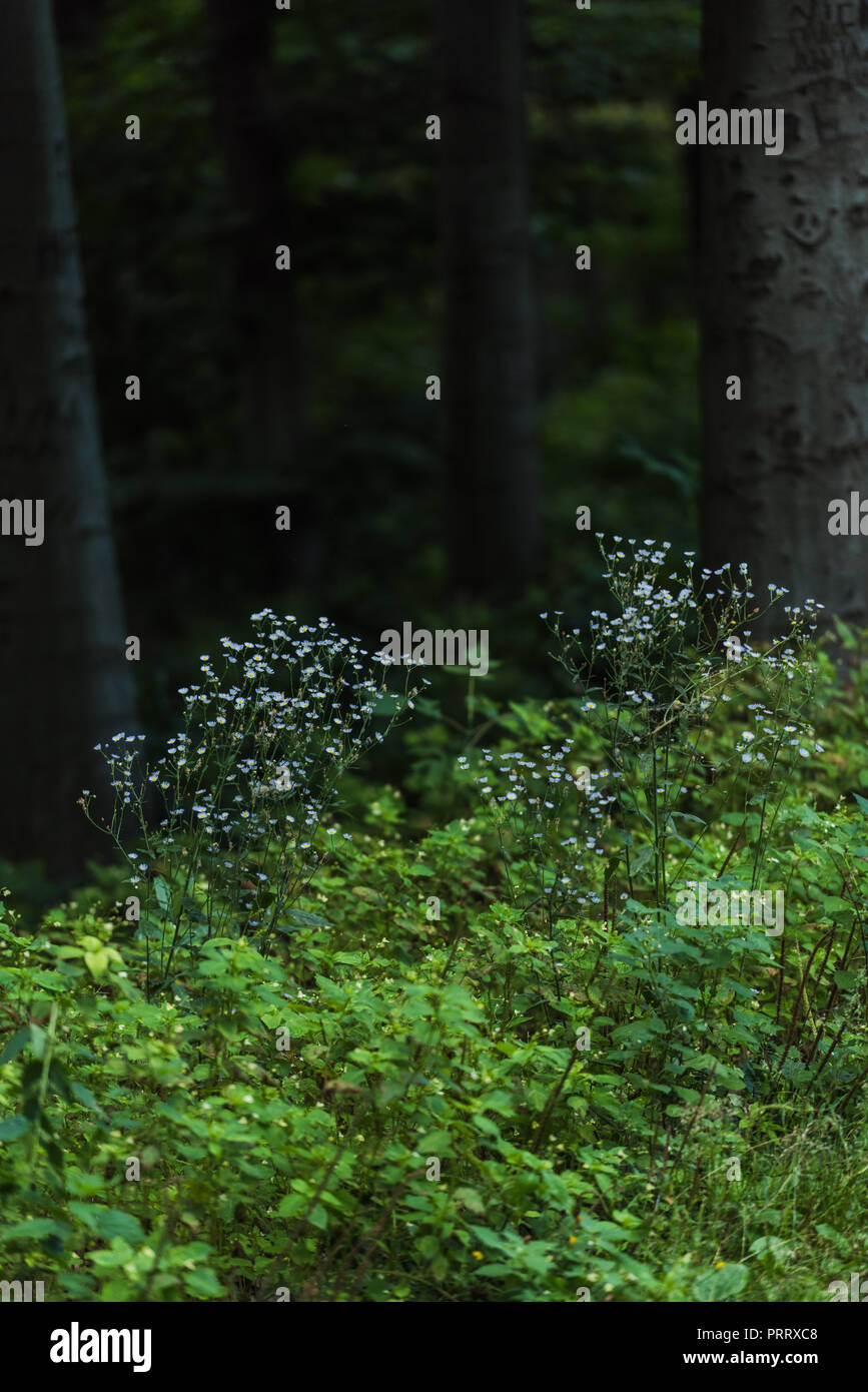 close-up shot of wild flowers growing in forest Stock Photo - Alamy