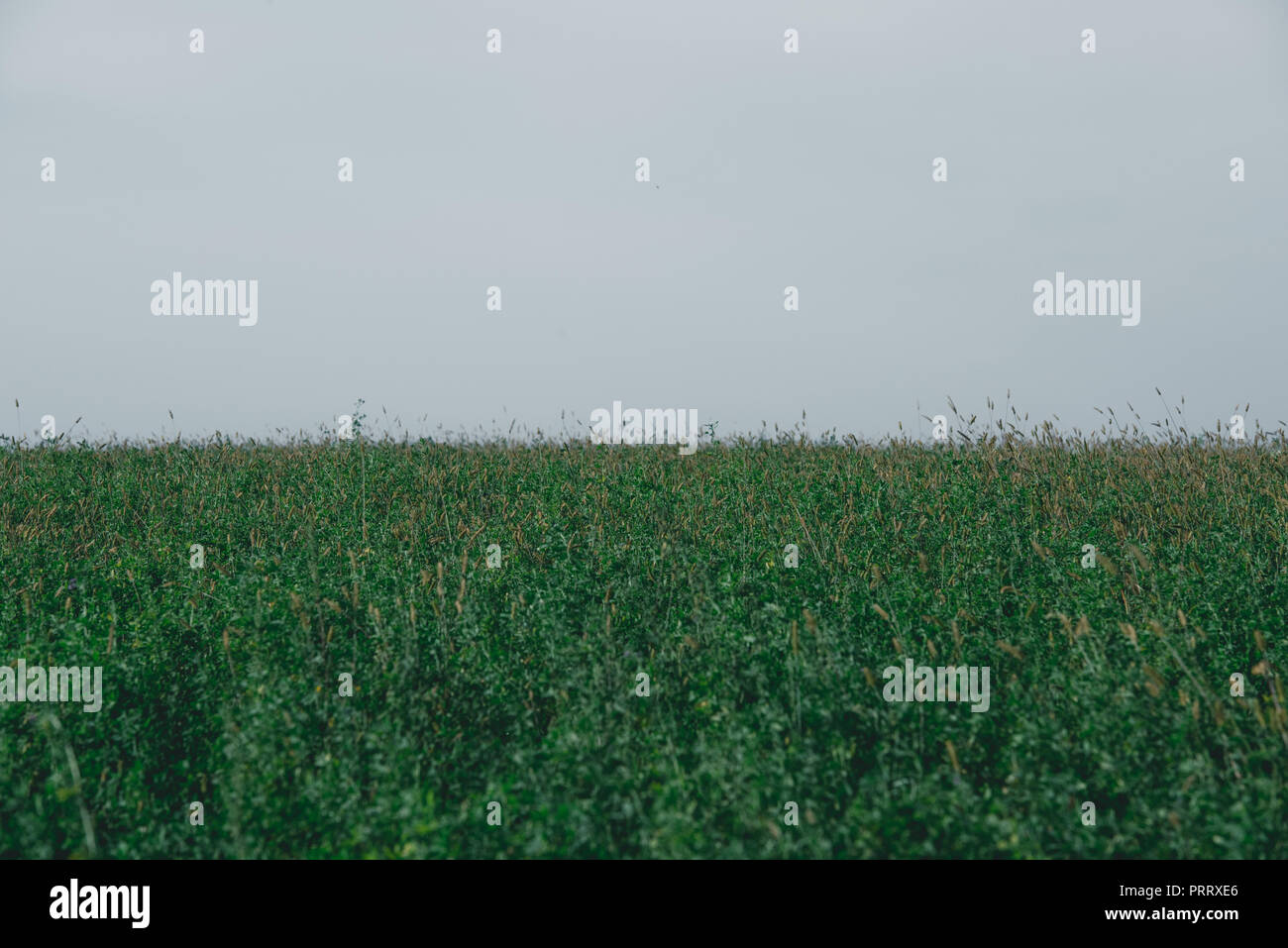 green field and grey sky in autumn Stock Photo