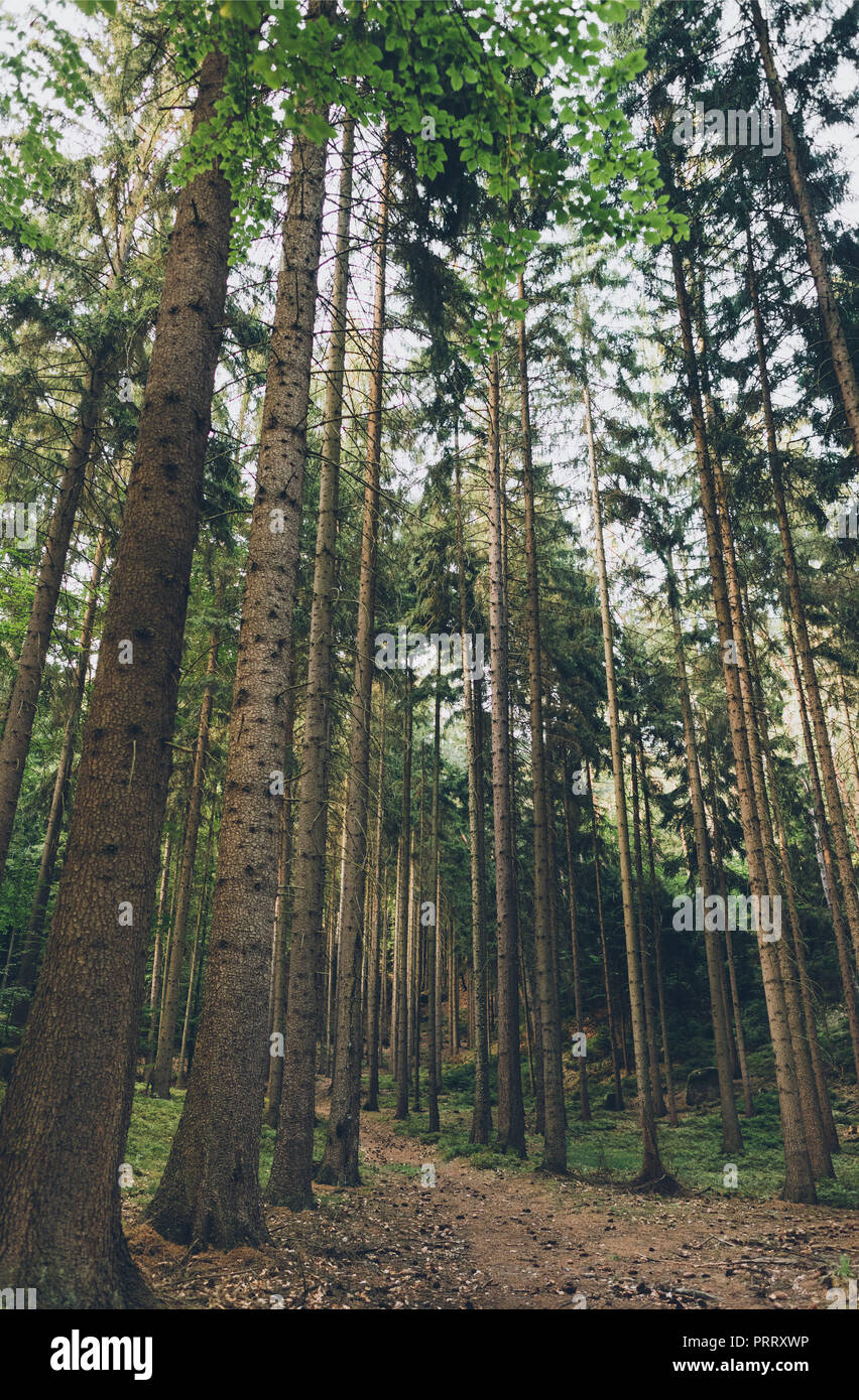 Tall trees into the forest hi-res stock photography and images - Alamy