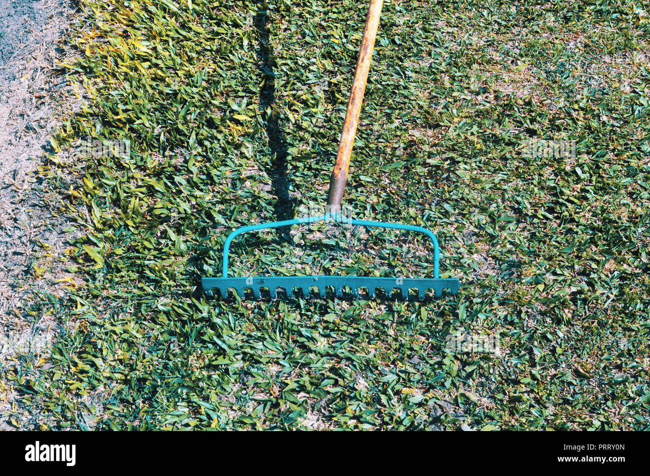 Woman raking grass using rake. Person taking care of garden house yard
