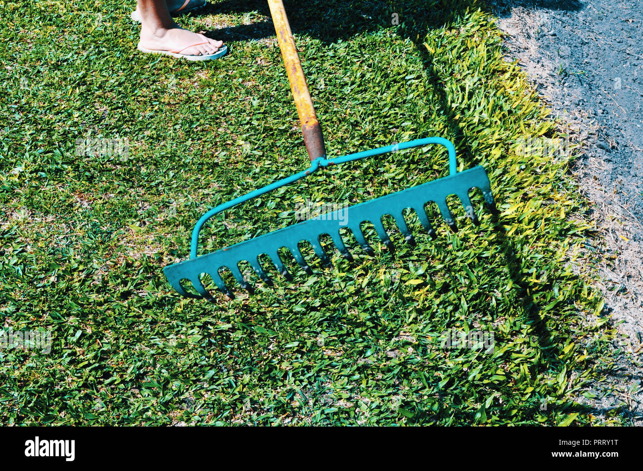 Woman raking grass using rake. Person taking care of garden house yard