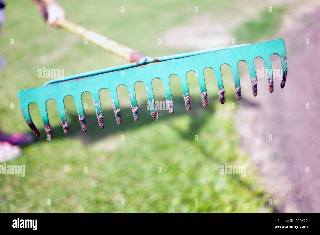 Woman raking grass using rake. Person taking care of garden house yard