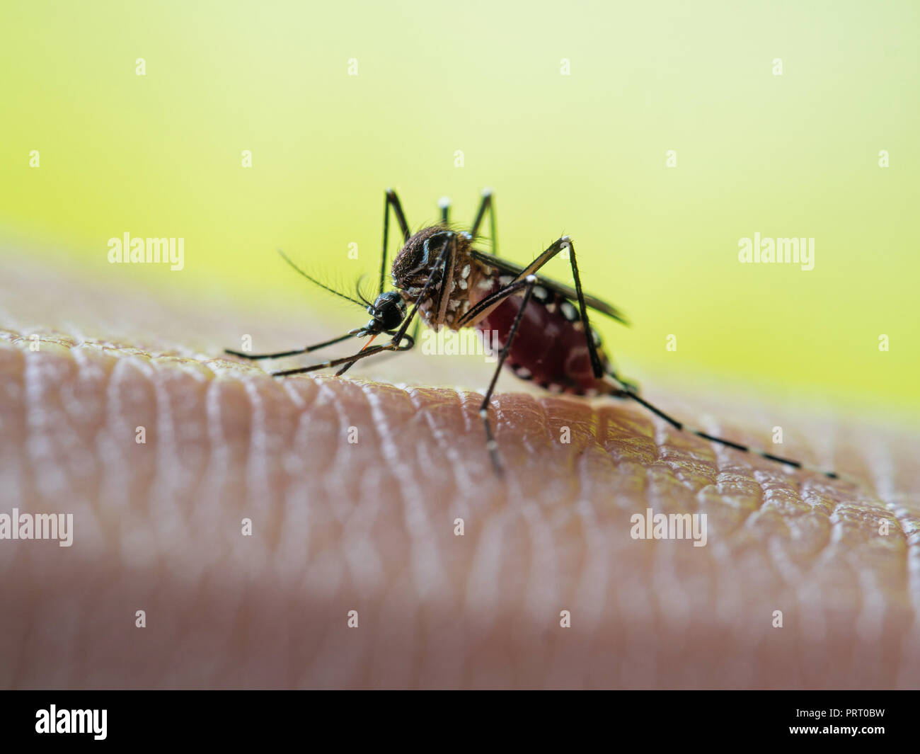 Aedes aegypti mosquito (mosquito da dengue) sucking blood on human skin. Vector of dengue fever, yellow fever, zika virus and chikungunya. Stock Photo