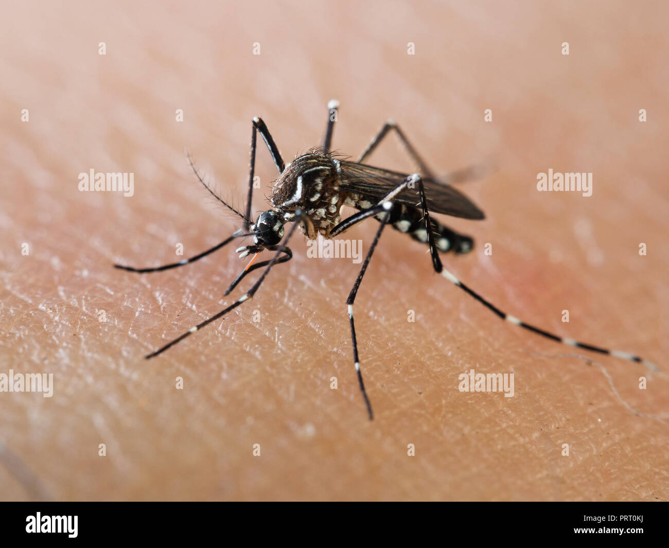 Aedes aegypti mosquito (mosquito da dengue) sucking blood on human skin. Vector of dengue fever, yellow fever, zika virus and chikungunya. Stock Photo