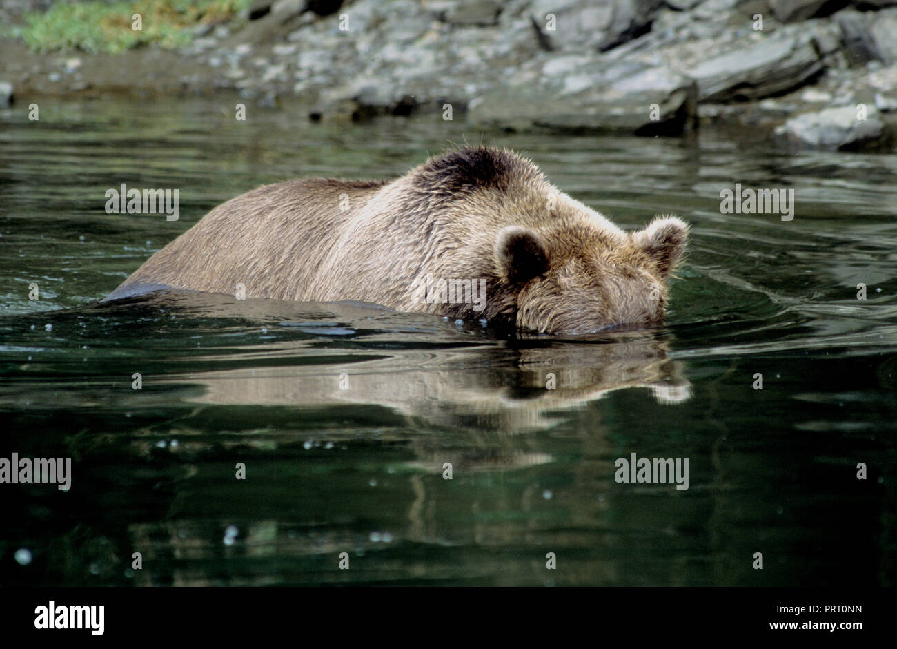 Brown bear looking for salmon in Kashvik Bay, Katmai National Park, Alaska Stock Photo