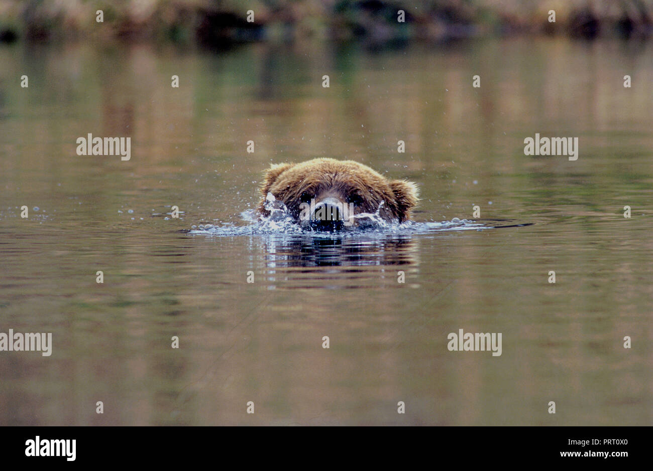 Brown bear (Ursus arctos) blowing bubbles in beaver pond near Kukak Bay, Katmai National Park, Alaska Stock Photo