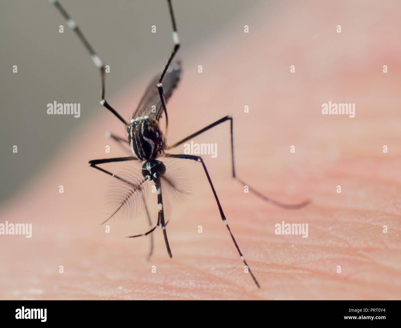 Male yellow fever mosquito (Aedes aegypti) sitting over human skin, it's a disease vector for dengue fever, west nile virus, chikungunya and zika. Stock Photo