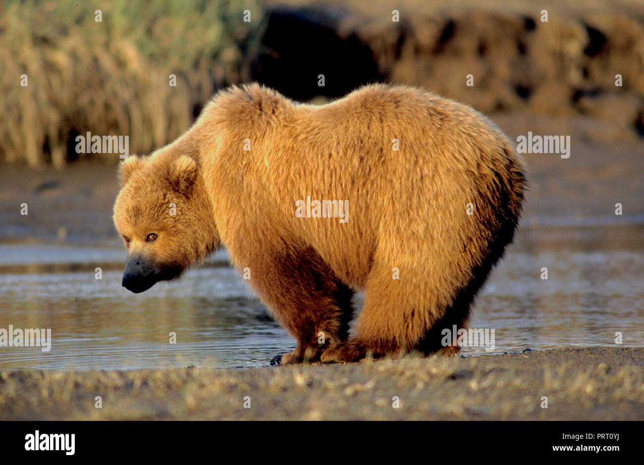 Brown bear (Ursus arctos) on tidal flat at Hallo Bay, Katmai National Park, AK Stock Photo