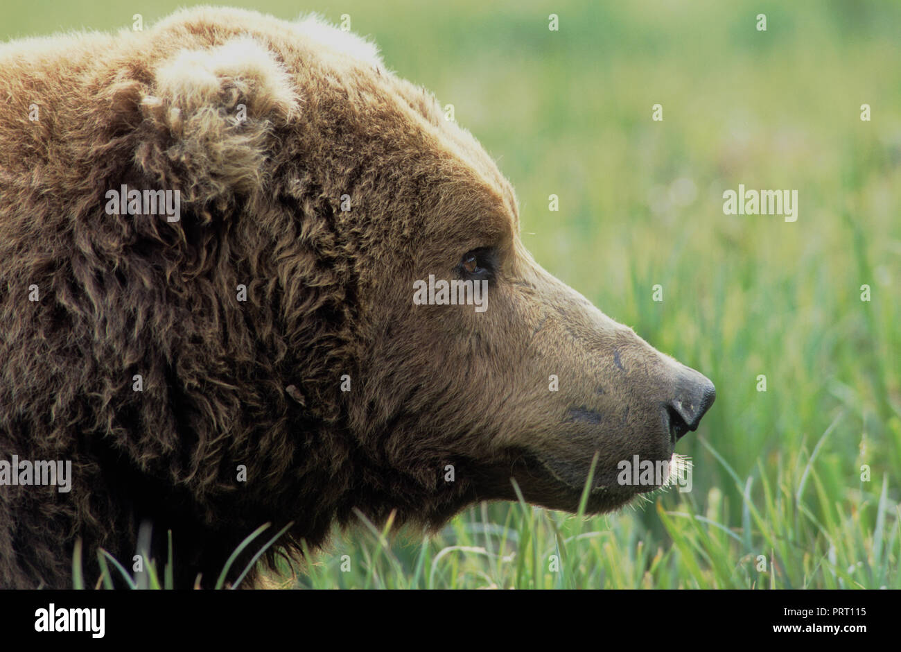 Brown bear (Ursus arctos) in sedge meadow, Kukak Bay, Katmai National Park, AK Stock Photo