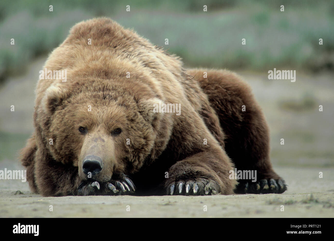 Brown bear (Ursus arctos) on tidal flat at Kukak Bay, Katmai National Park, AK Stock Photo