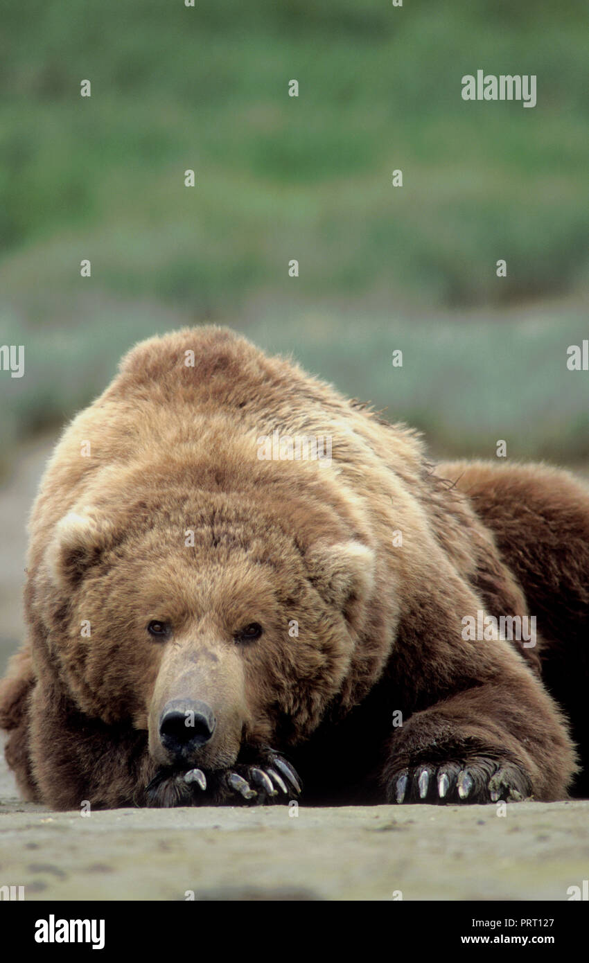 Brown bear (Ursus arctos) on tidal flat at Kukak Bay, Katmai National Park, AK Stock Photo