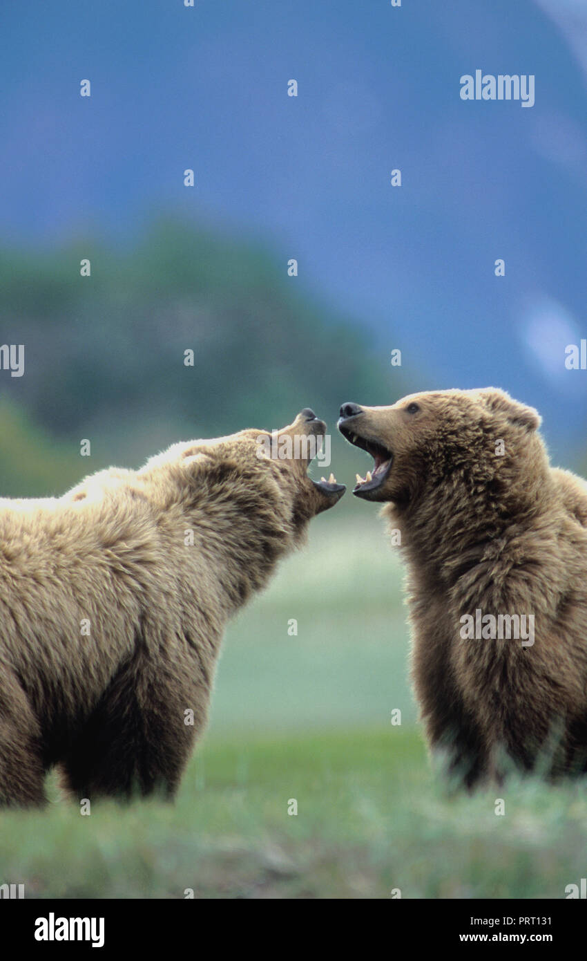 Brown bears (Ursus arctos) playfighting at Hallo Bay, Katmai National Park, AK Stock Photo
