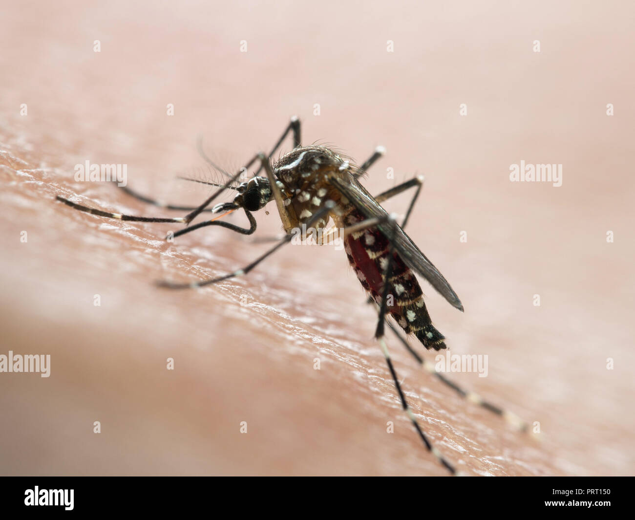 Aedes aegypti mosquito (mosquito da dengue) sucking blood on human skin. Vector of dengue fever, yellow fever, zika virus and chikungunya. Stock Photo