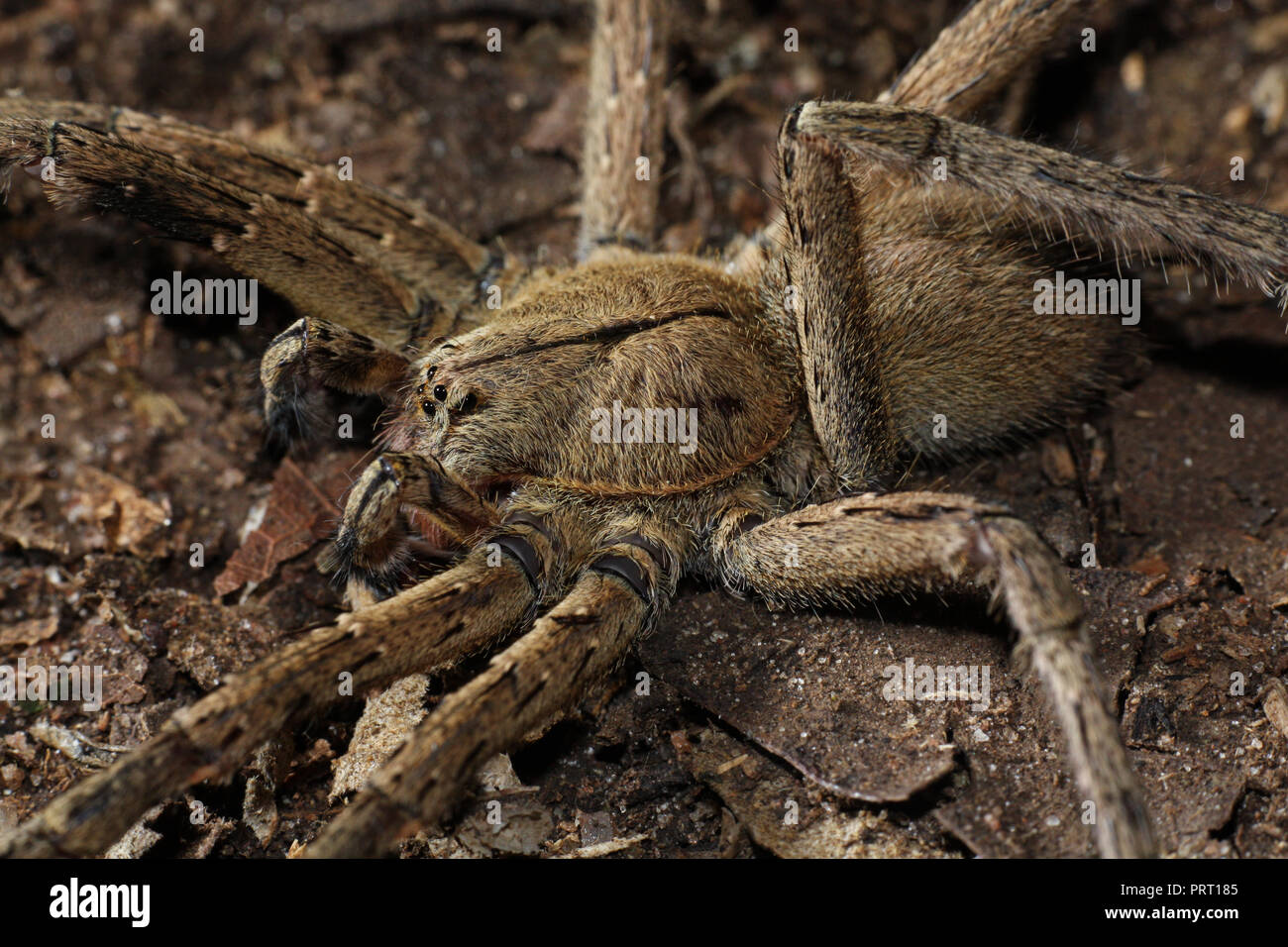 Male Phoneutria (brazilian wandering spider / armadeira), venomous spider on the forest ground, from southeastern Brazil. - Stock Image