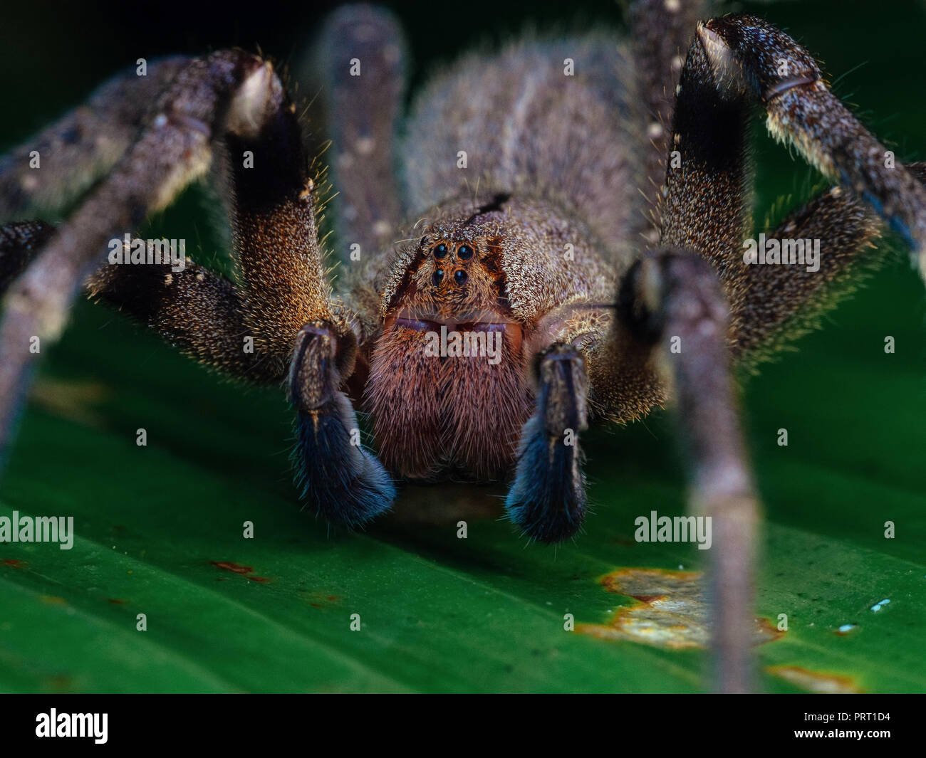 Phoneutria nigriventer (brazilian wandering spider, armadeira) frontal view macro, venomous spider responsible for some deaths in south america. Stock Photo
