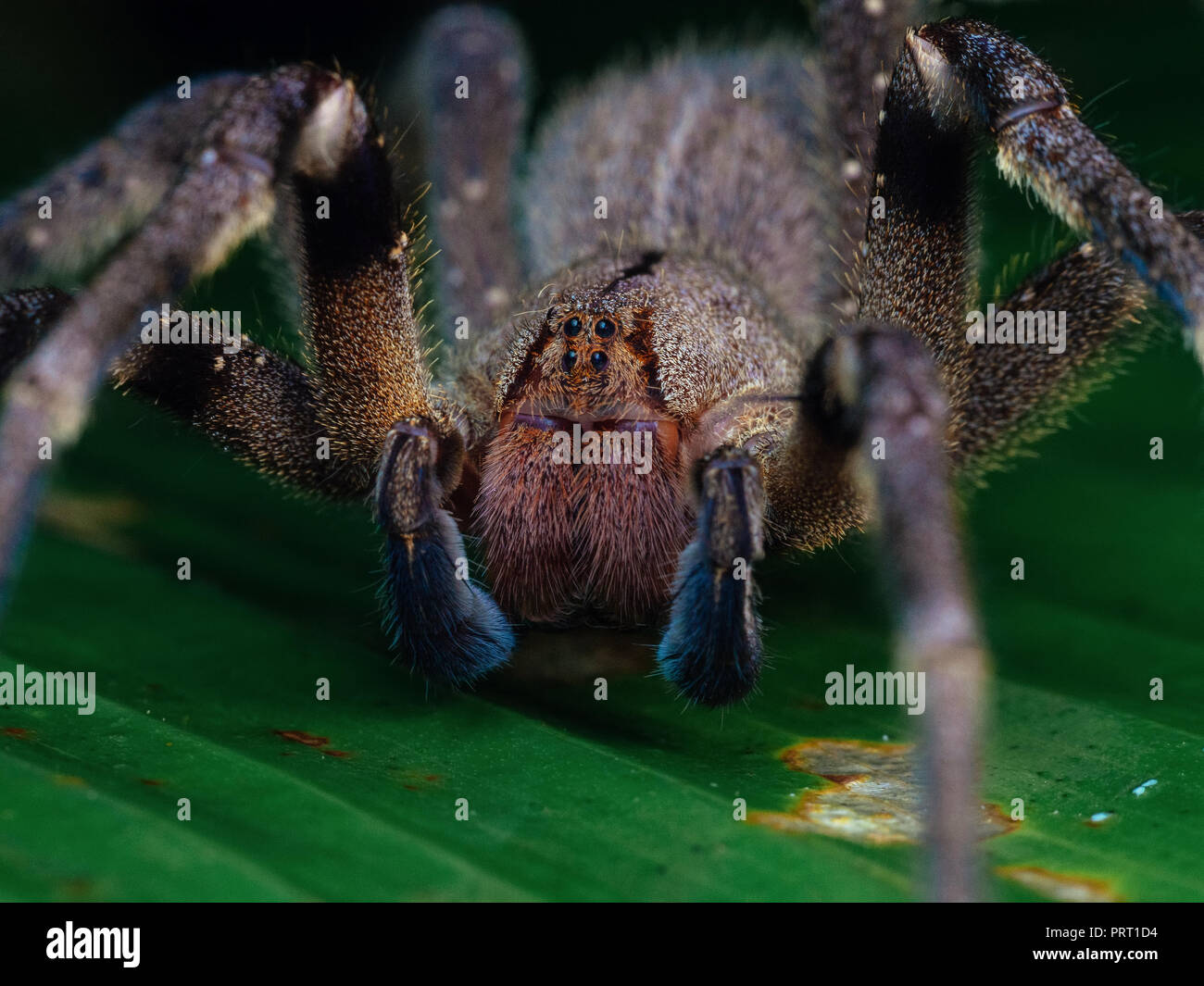 Female P. nigriventer responsible for the bite.