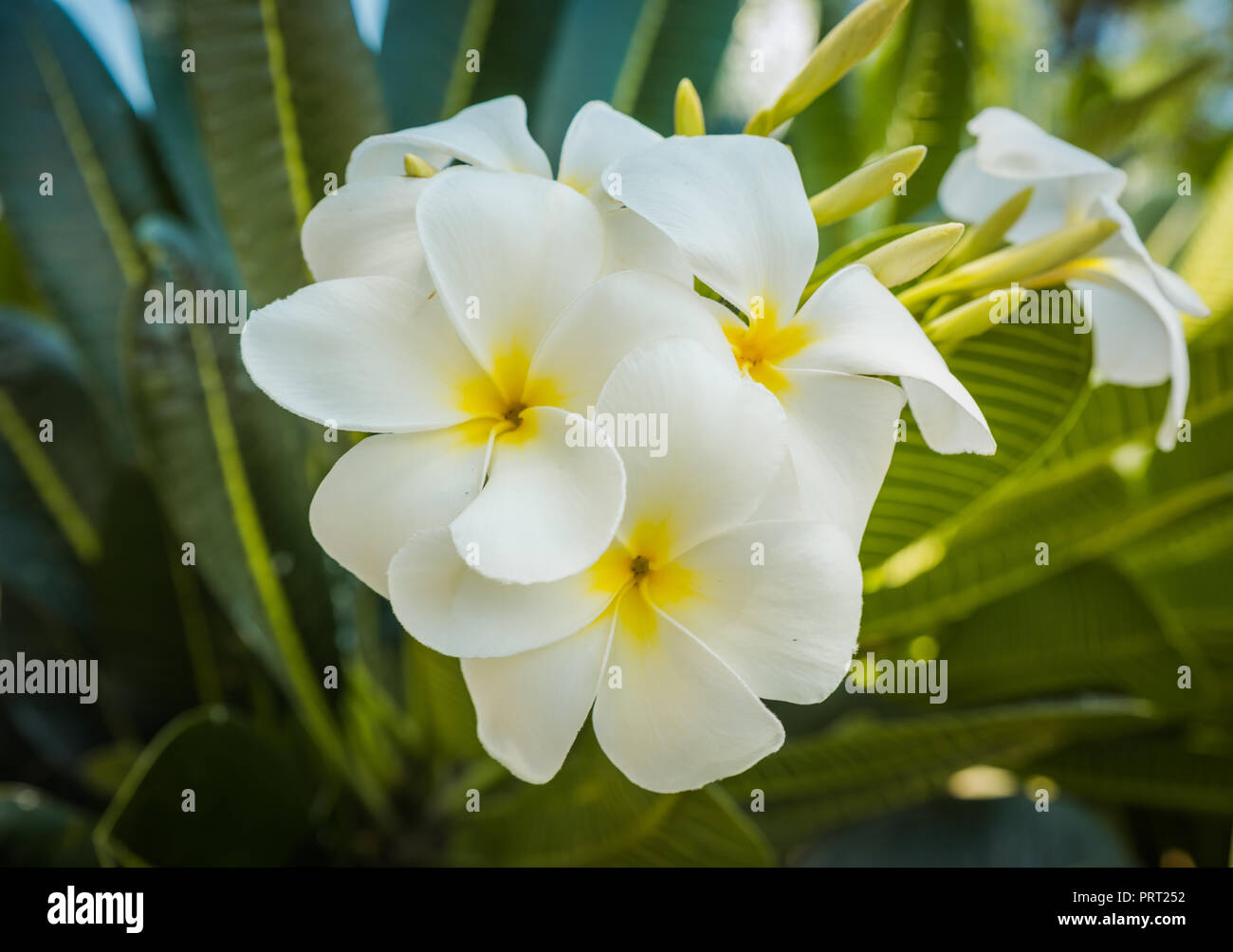Plumeria Flower In Garden Stock Photo Alamy