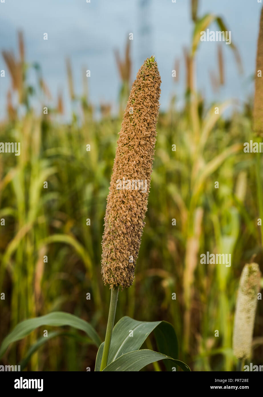 Millet field close up hi-res stock photography and images - Alamy