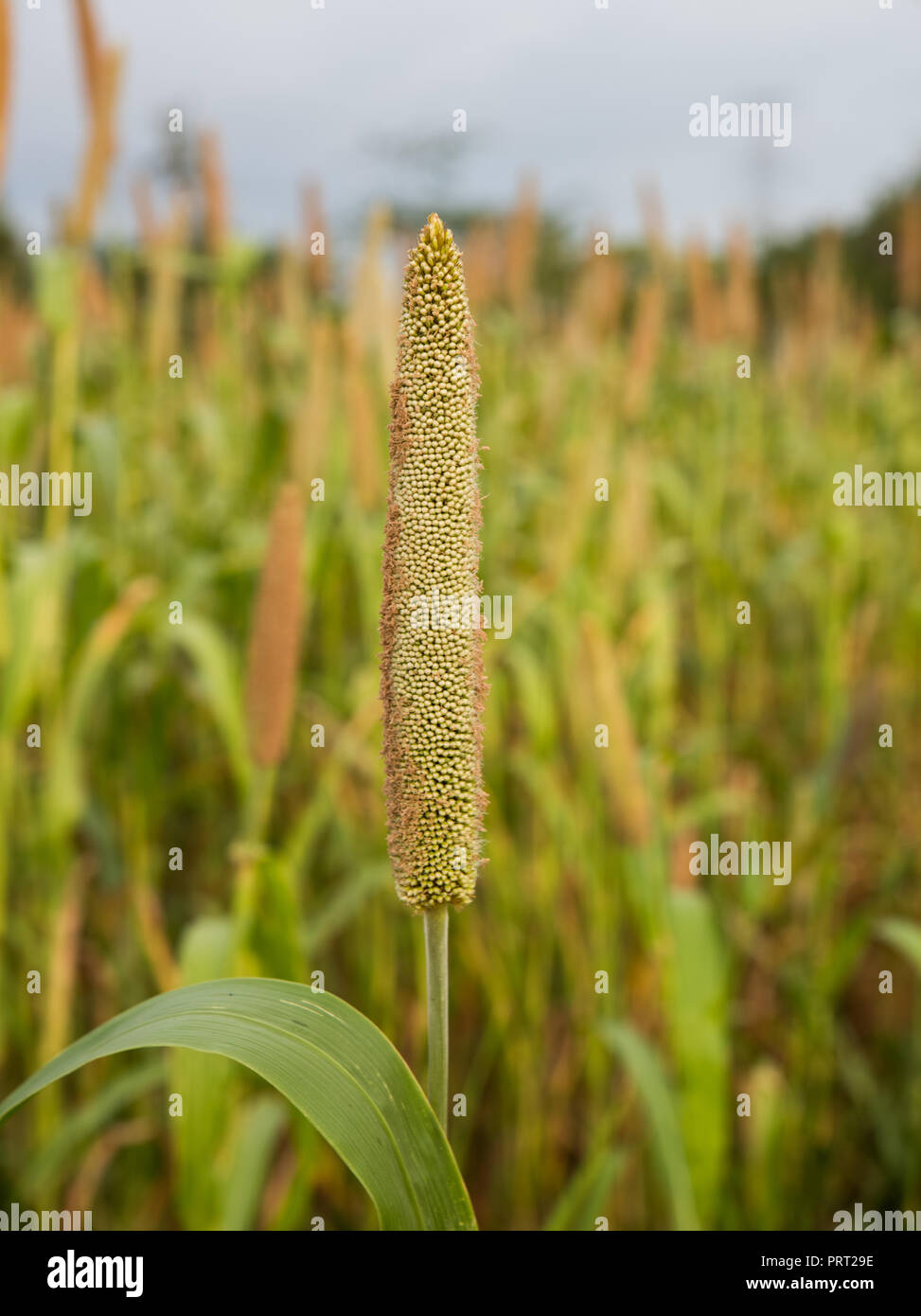 Millet crop hires stock photography and images Alamy