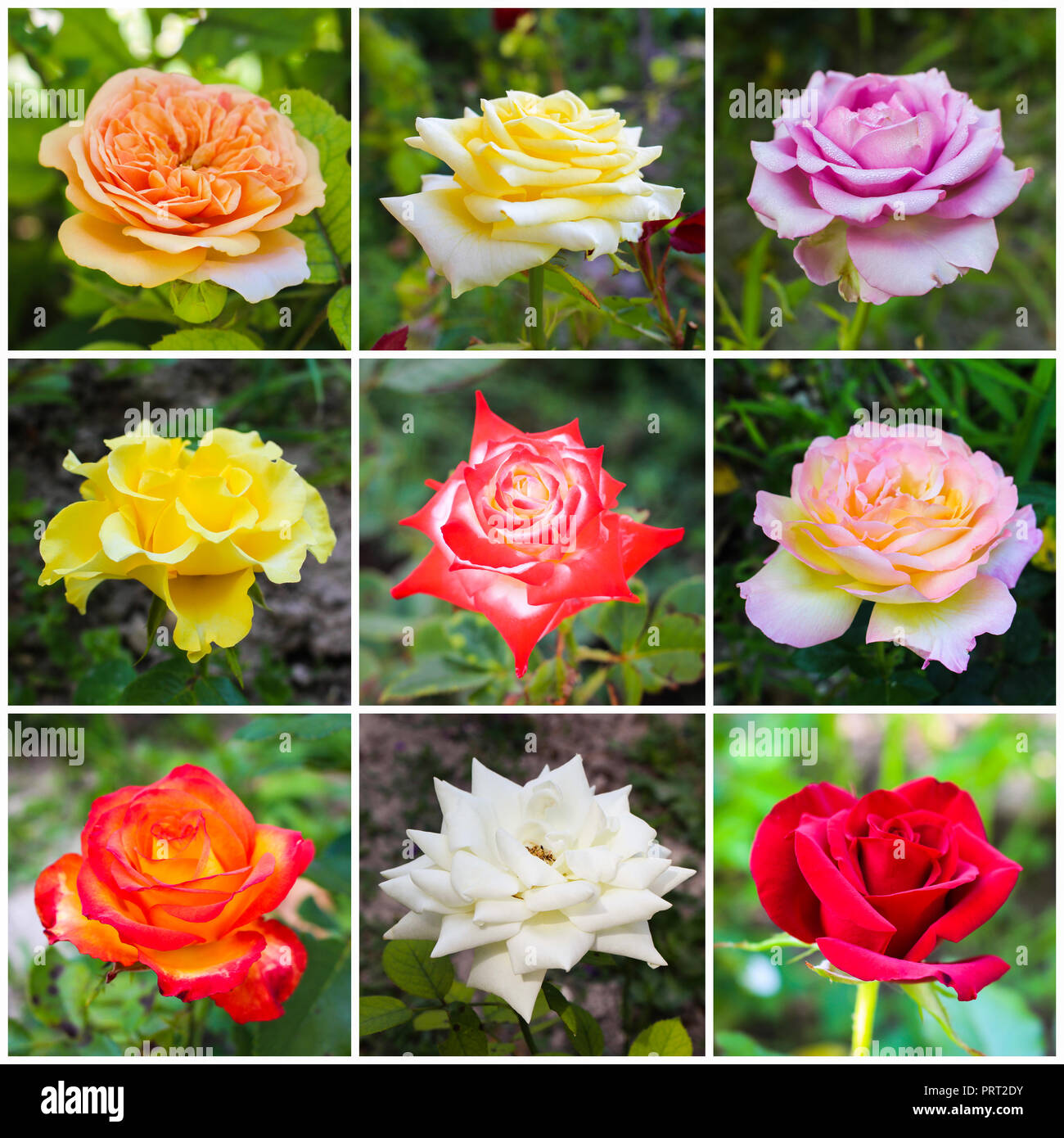 A colorful collage of roses of different varieties in the garden Stock  Photo - Alamy