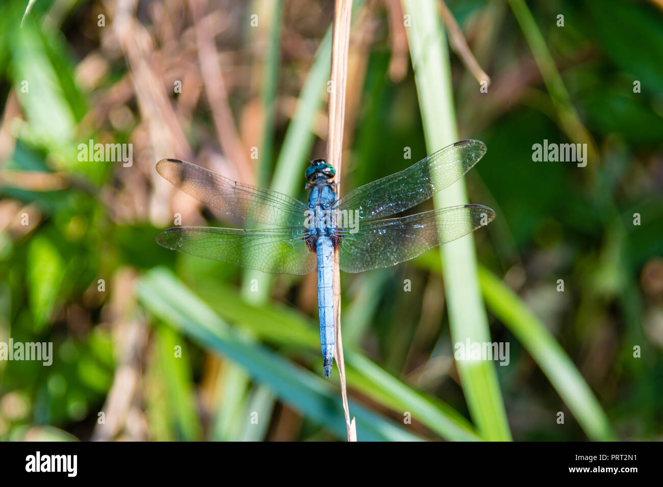 Blue Dragonfly on a leave in the wetland in Hong Kong Stock Photo
