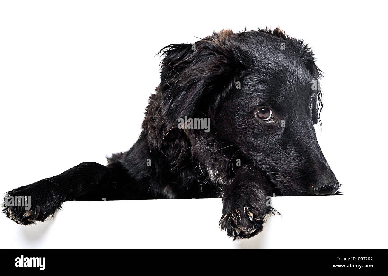 Black dog relaxing in the studio Stock Photo - Alamy