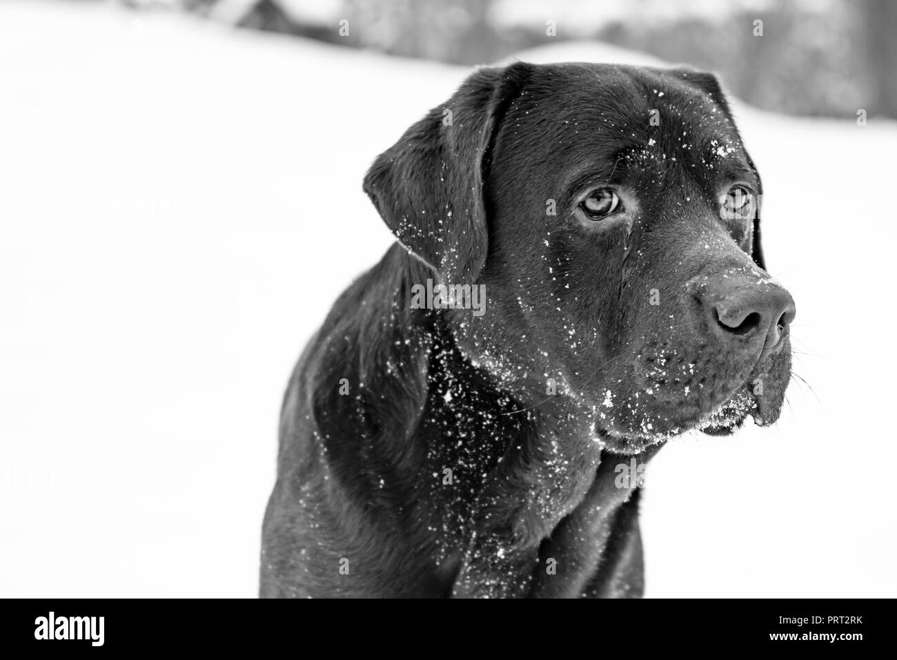 Chocolate Labrador posing Stock Photo