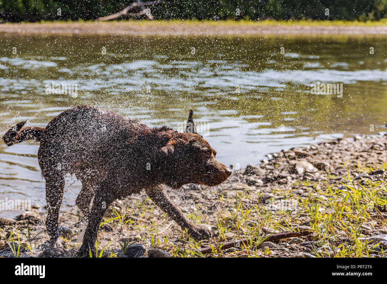 Chocolate Labrador playing in the River Stock Photo