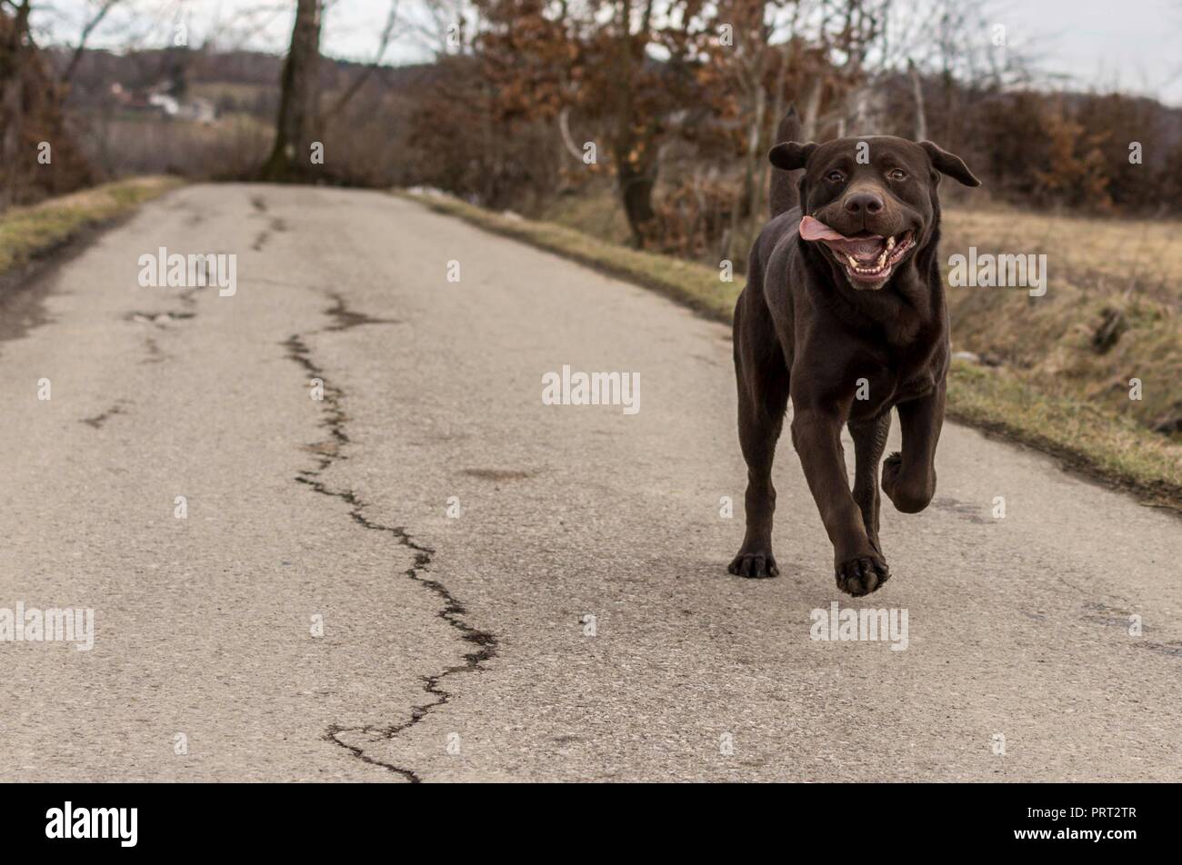 Labrador Dog running in the Countryside Stock Photo