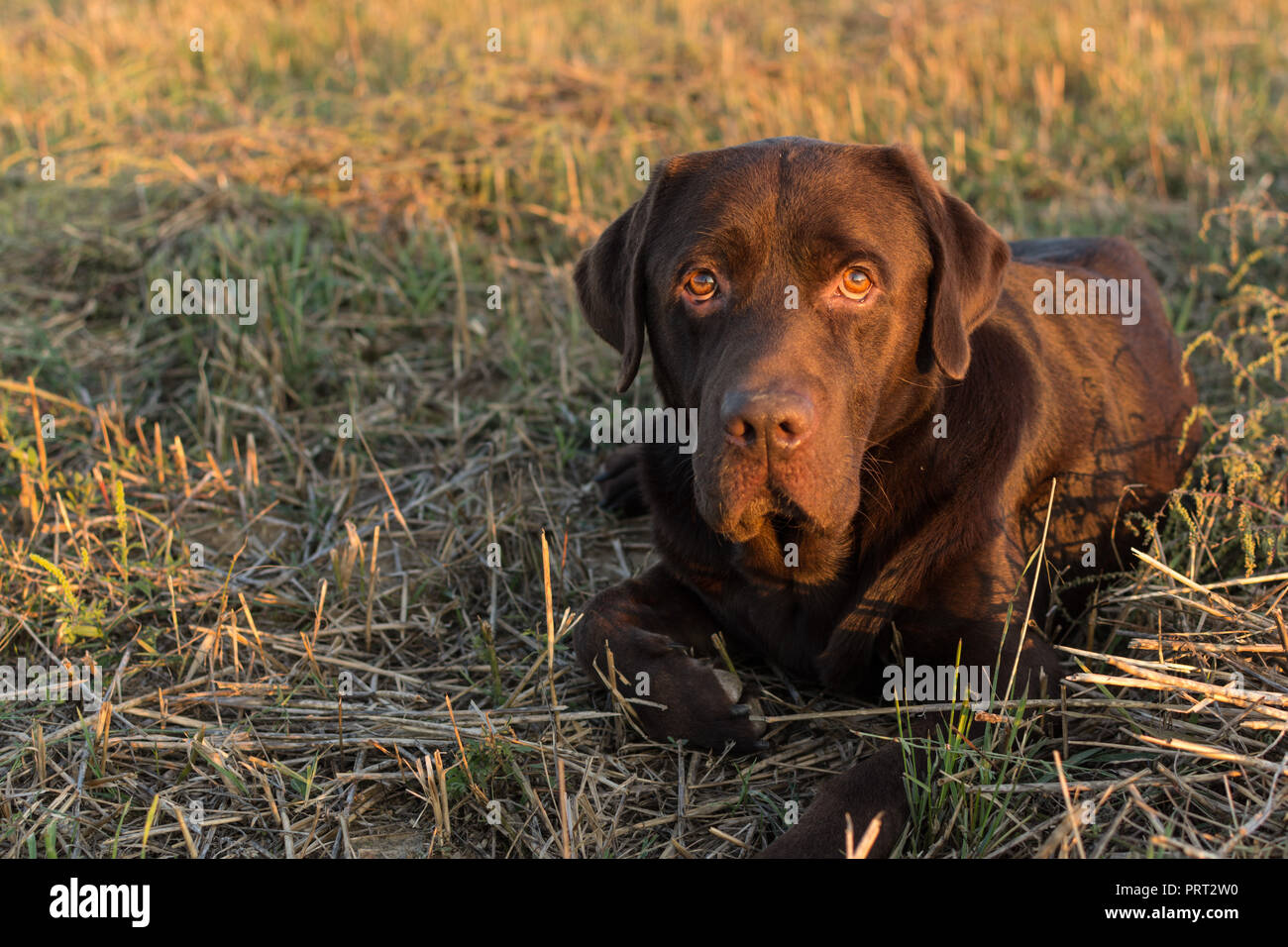 Funny Chocolate Brown Labrador Laying in the Grass Stock Photo