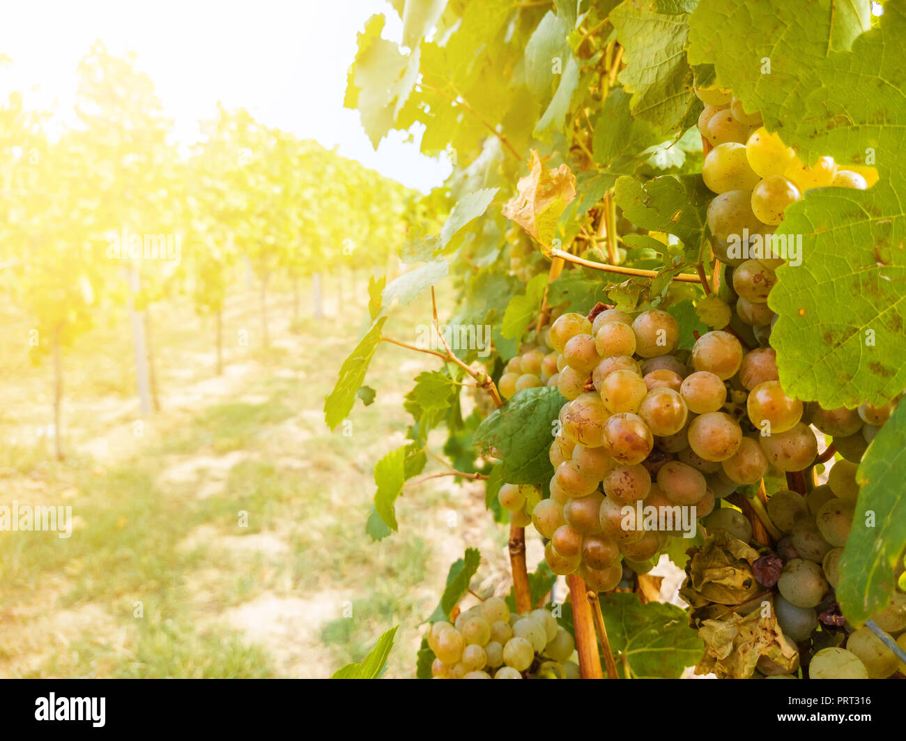 grapevine plant and ripe bunch of grapes in vineyard Stock Photo