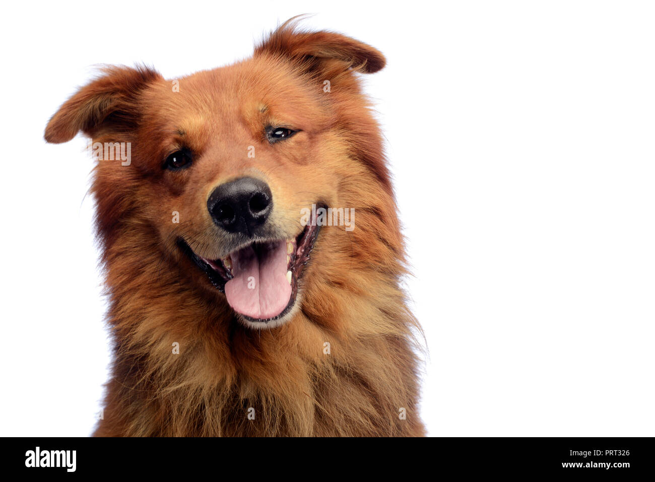 Nice red dog portrait in white studio background Stock Photo - Alamy
