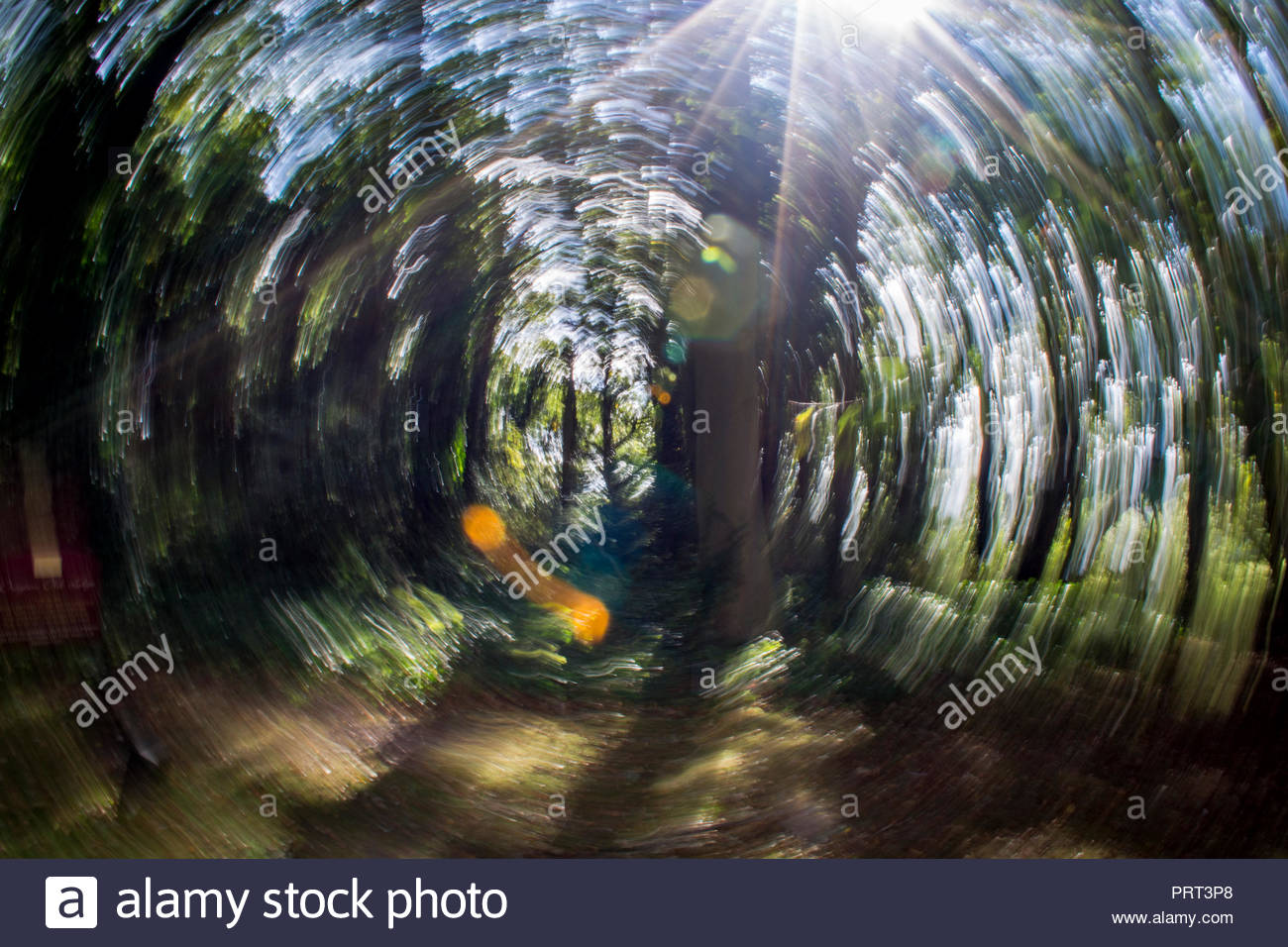 Artistic Tree High Resolution Stock Photography and Images - Alamy