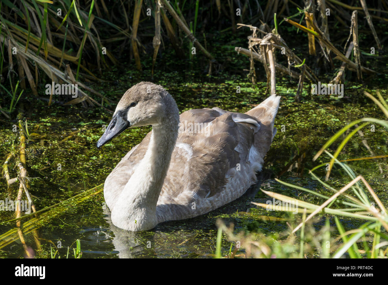 Juvenile Mute swan Stock Photo Alamy