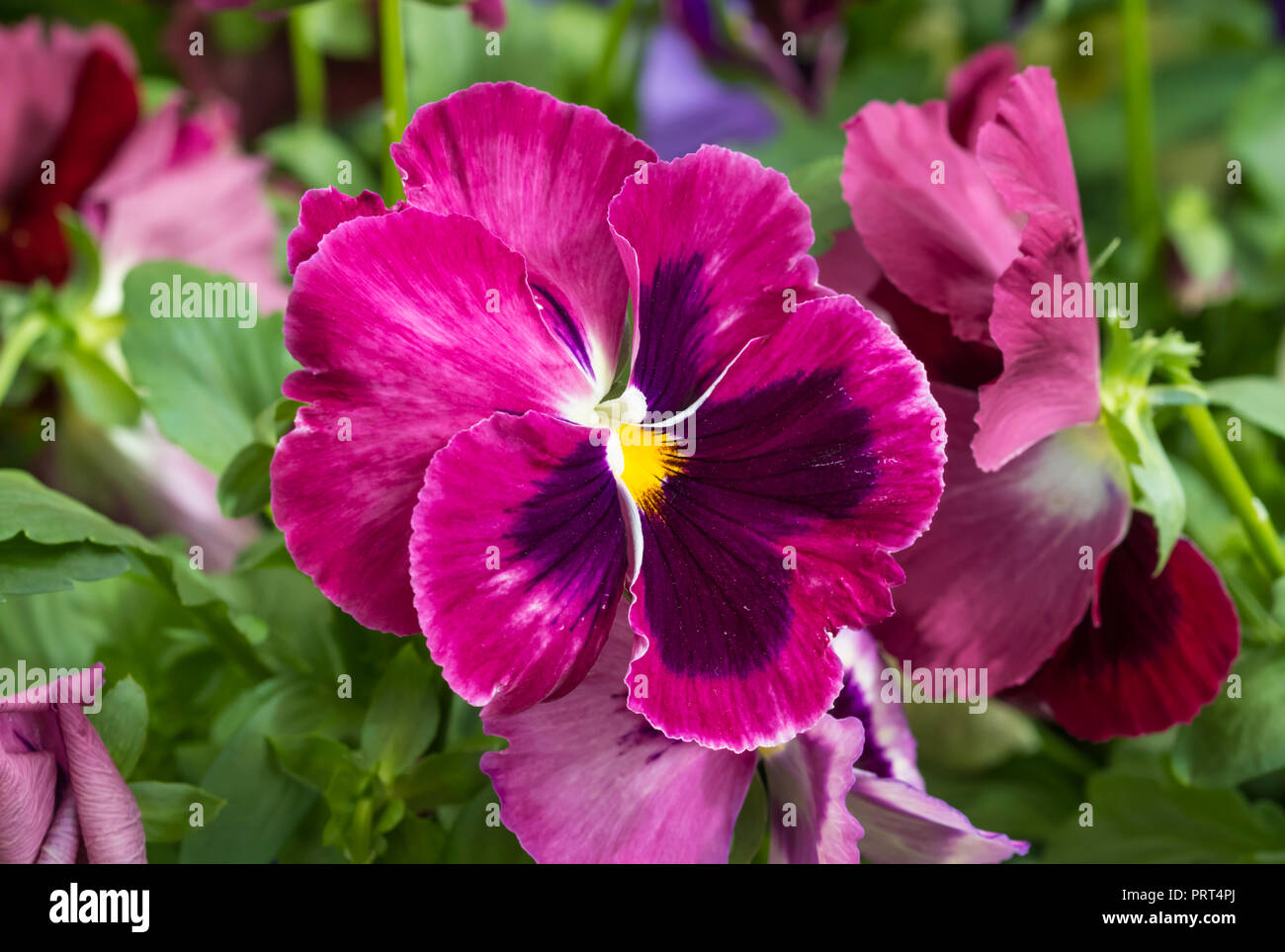 Brightly coloured vivid pink Pansy flower closeup in Autumn in West Sussex, UK. Bright pink Pansies. Stock Photo