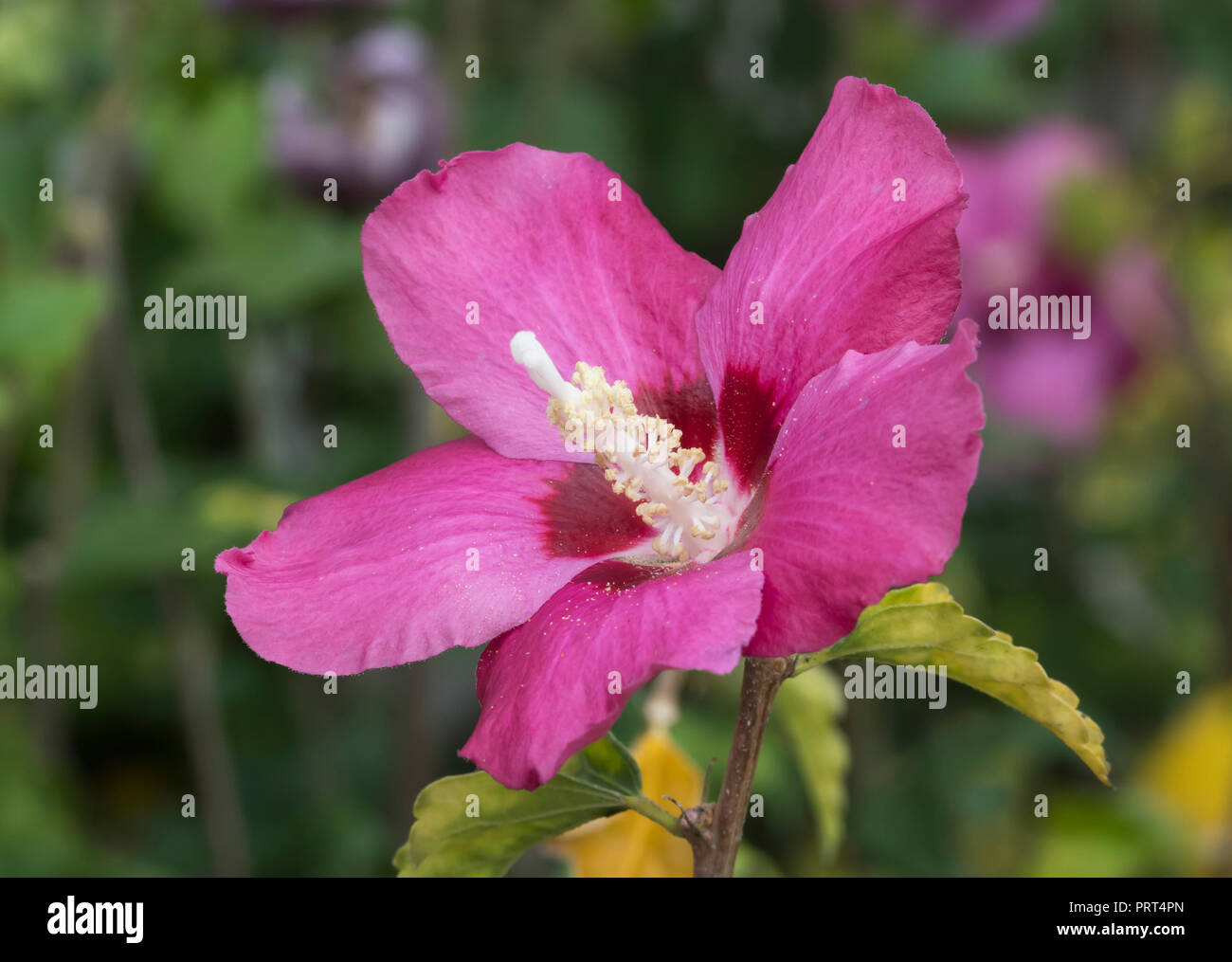 Hibiscus syriacus 'Woodbridge' (AKA Rose of Sharon 'Woodbridge', Rose Mallow, Tree Hollyhock) upright deciduous shrub with pink flowers, in Autumn, UK Stock Photo