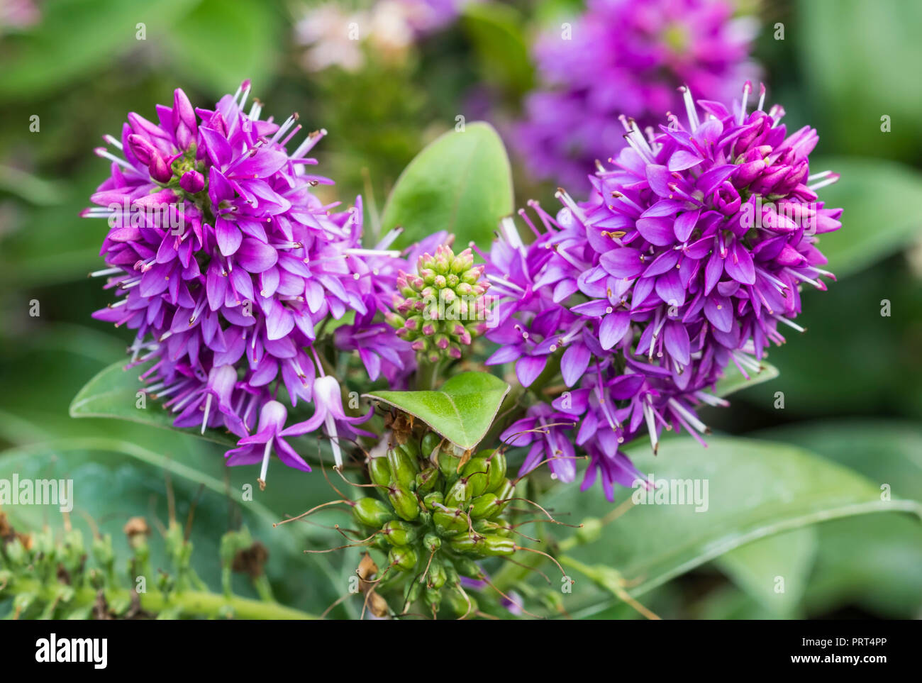 Hebe 'Donna' (AKA Shrubby veronica), a very bushy evergreen plant from