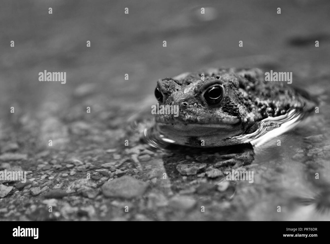 Close up view of a frog in the water Stock Photo