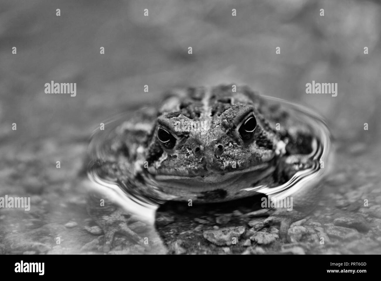 Close up view of a frog in the water Stock Photo