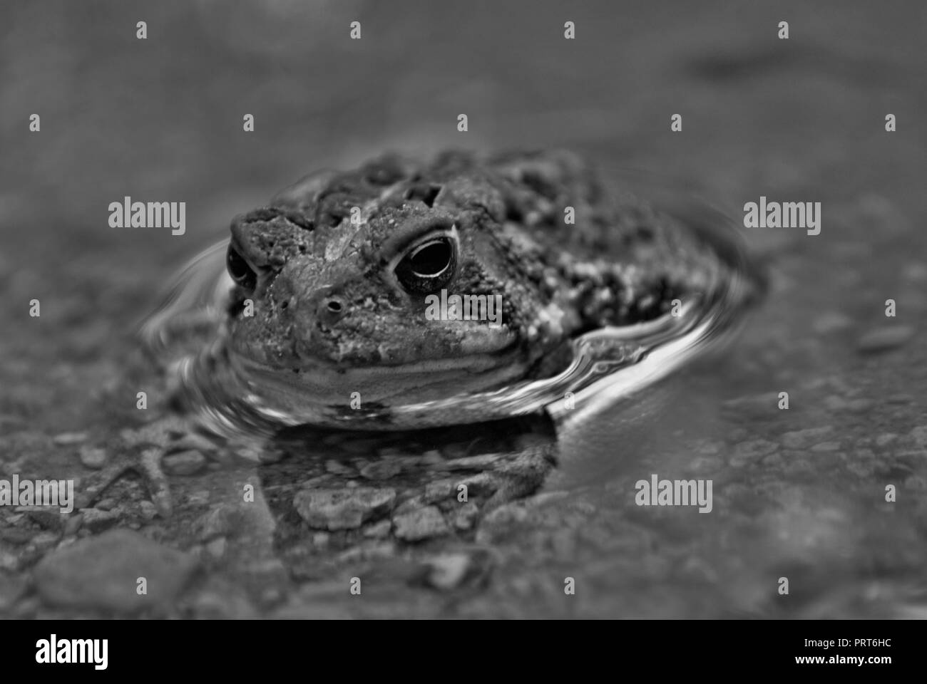 Close up view of a frog in the water Stock Photo
