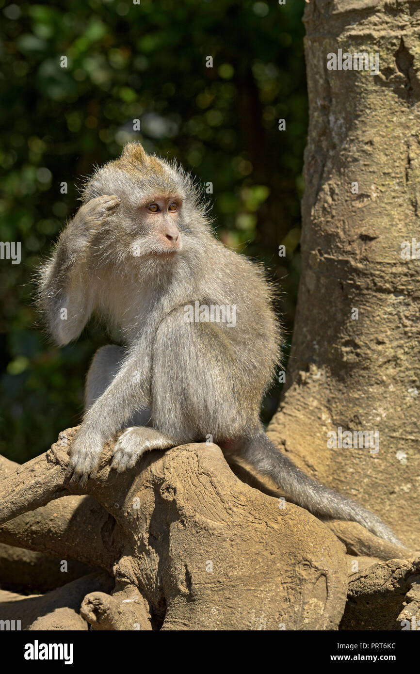 Asian monkey hires stock photography and images Alamy