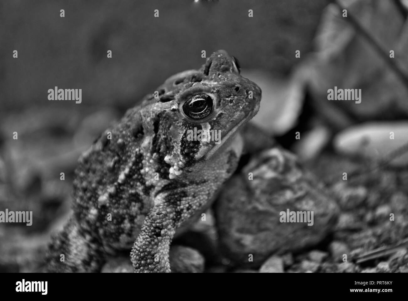 Close up view of a frog in the water Stock Photo