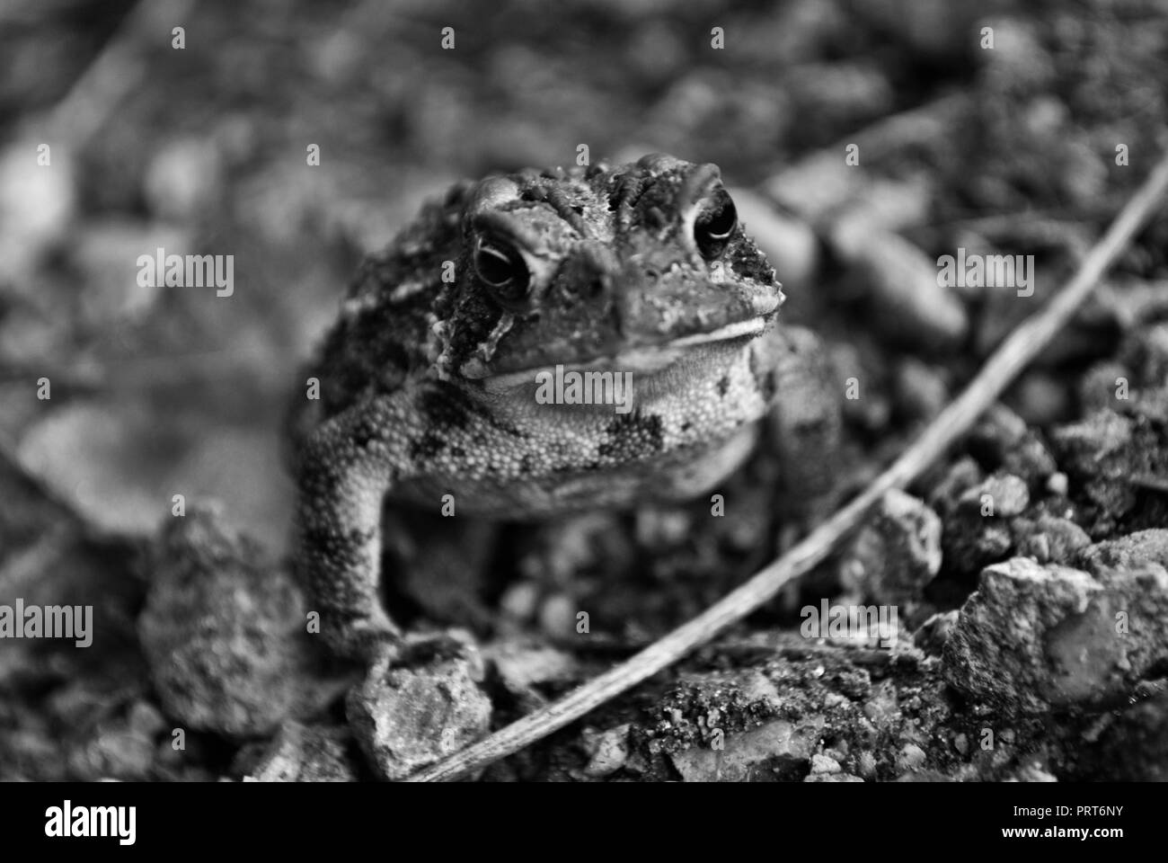 Close up view of a frog in the water Stock Photo