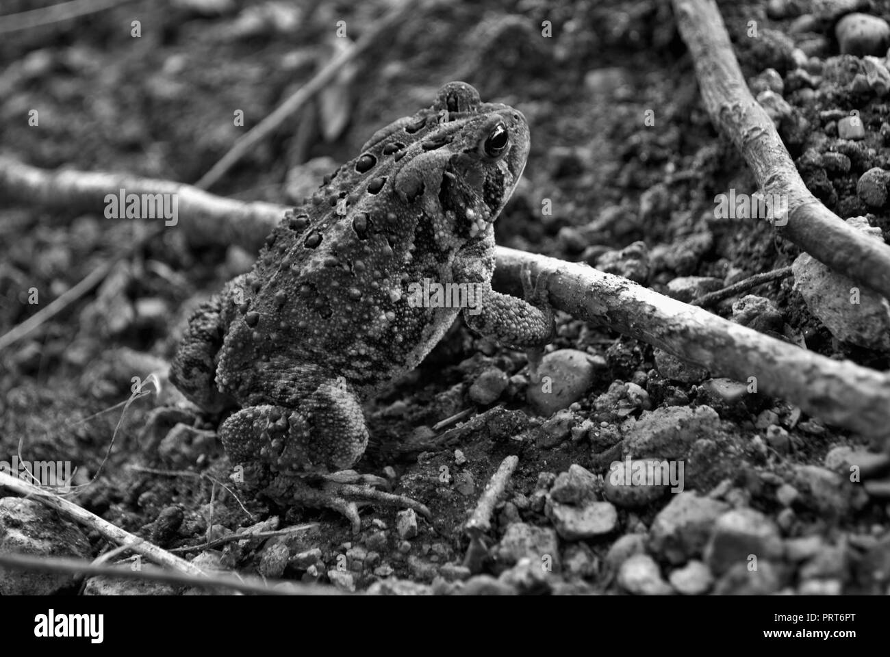 Close up view of a frog in the water Stock Photo