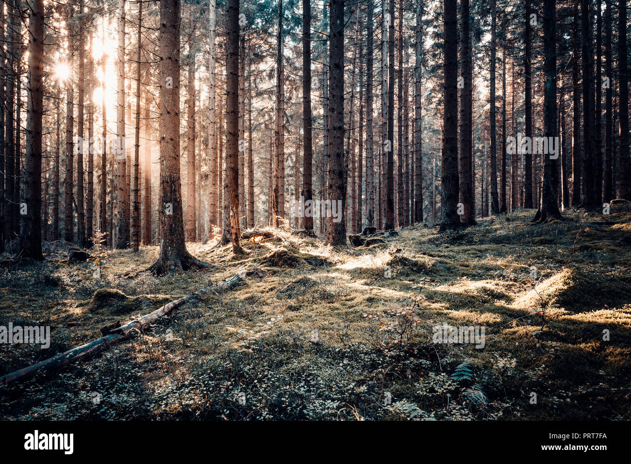 Morning sun in the dense coniferous forest Stock Photo