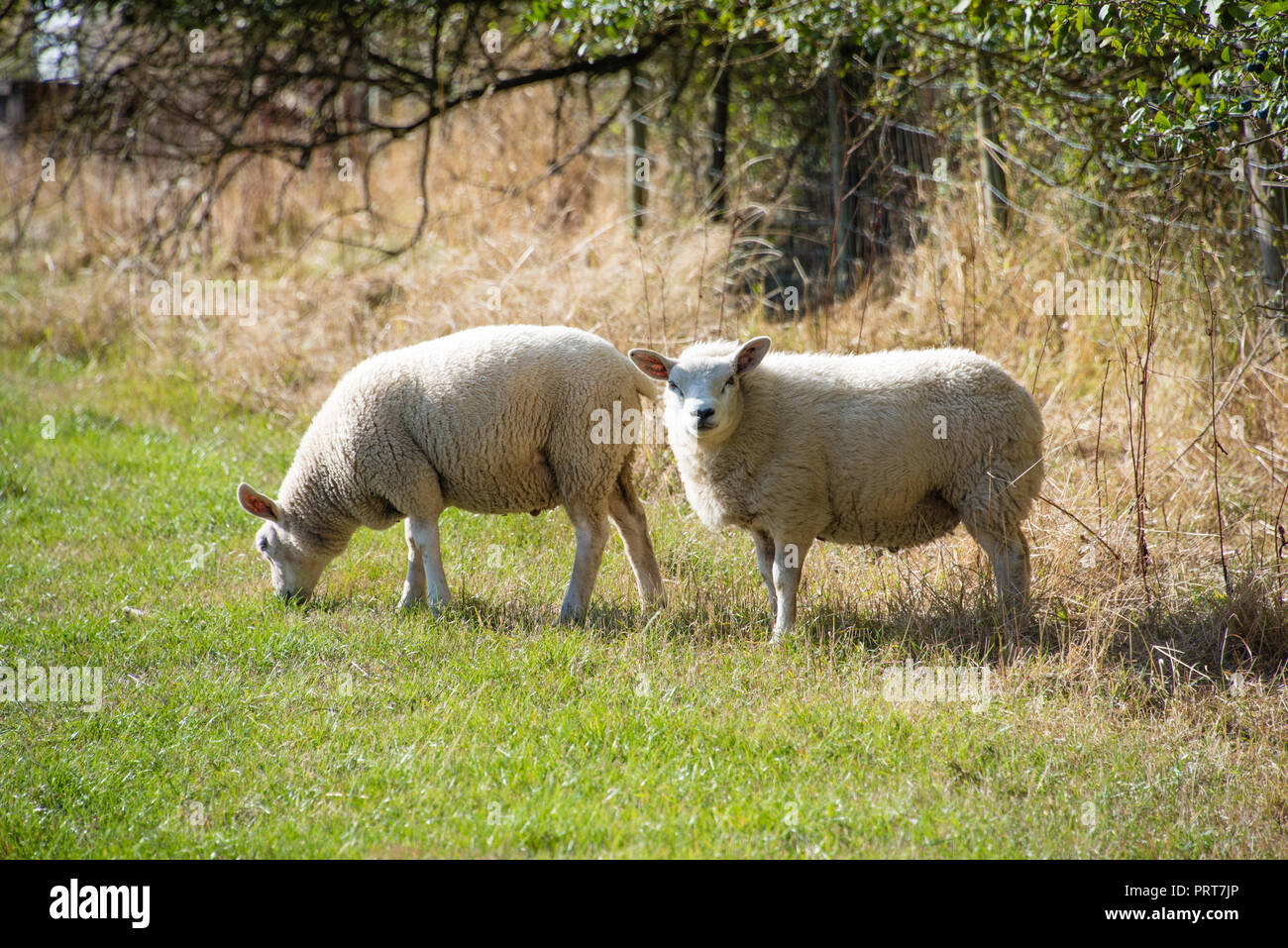 Two wooly sheep ready for shearing, one eating the long green grass and the other interested in the photographer Stock Photo