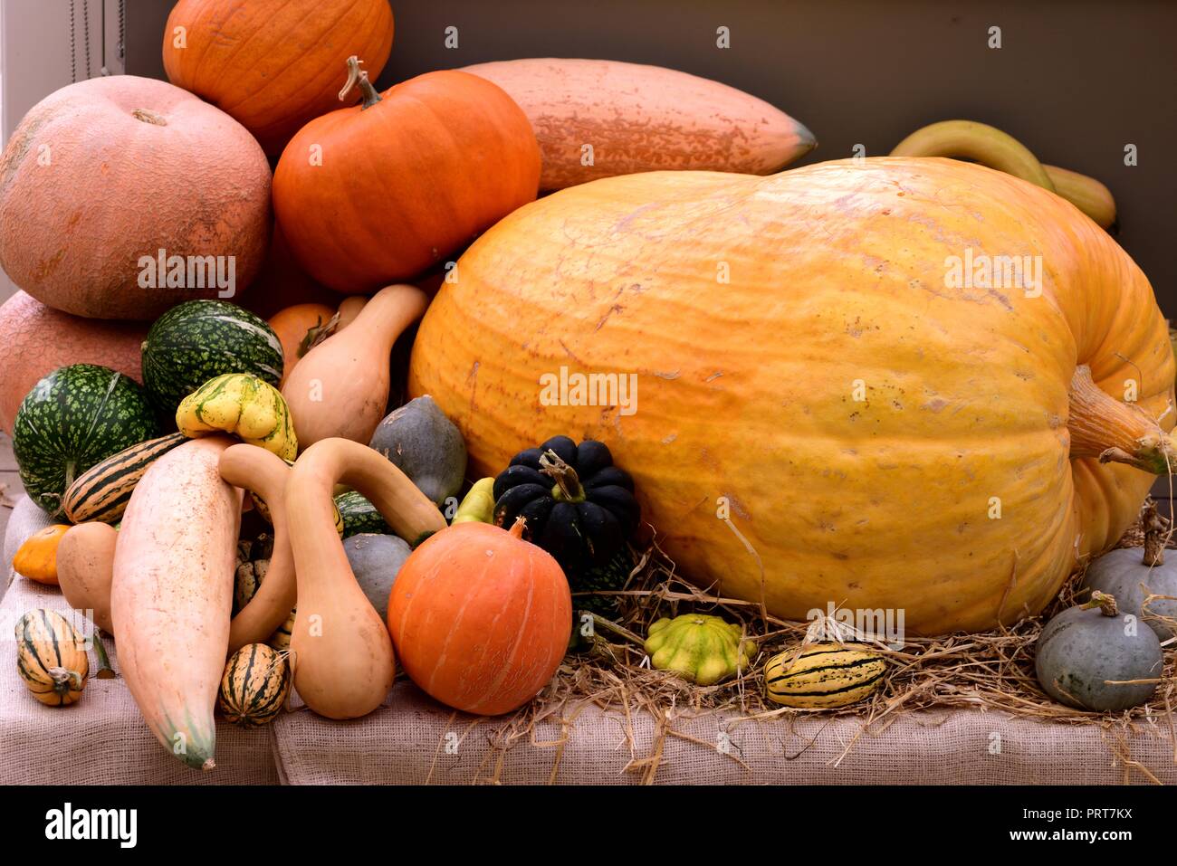 A heap of pumpkins, gourds and squashes Stock Photo