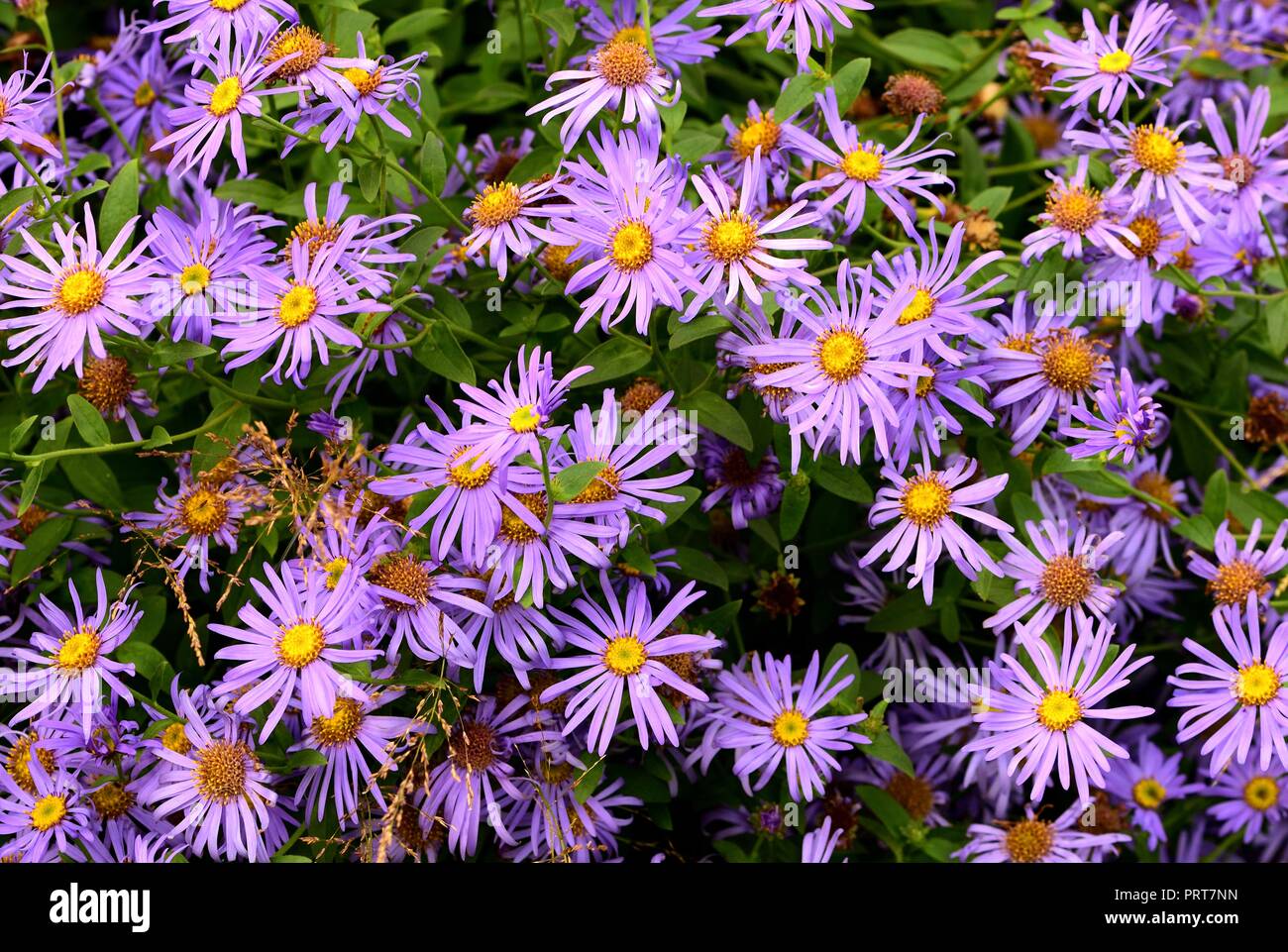 A cluster of purple Asters Stock Photo