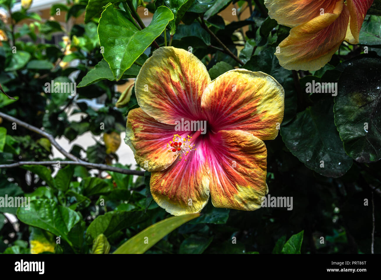 Native hibiscus hires stock photography and images Alamy